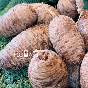 Pinecone Cedar Small - Image 2