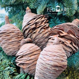 Pinecone Cedar - Image 2