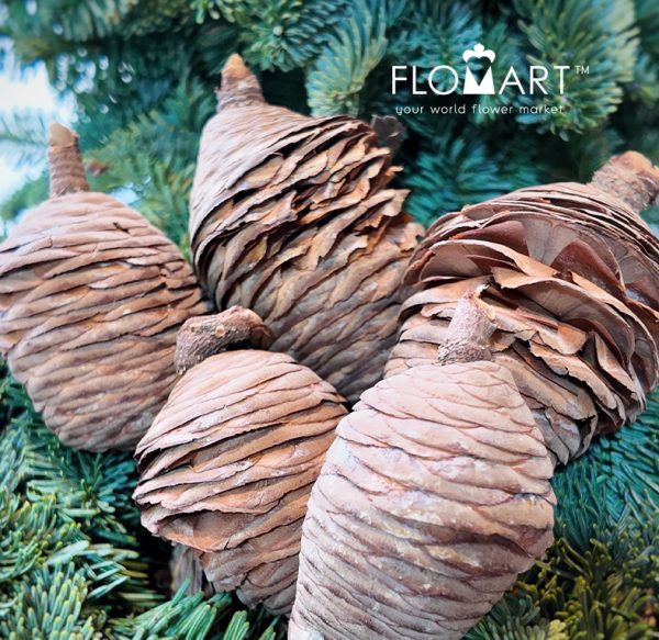 Pinecone Cedar