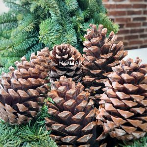 Pinecone Pinea
