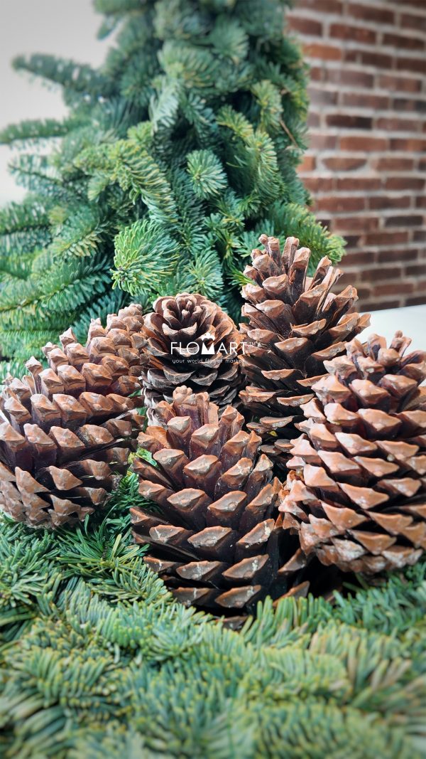 Pinecone Pinea