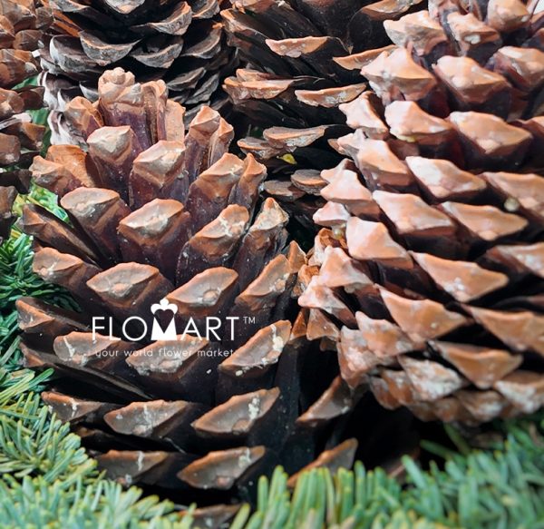 Pinecone Pinea