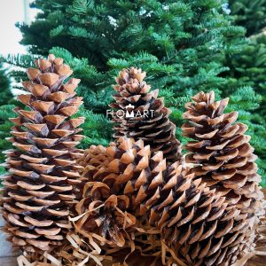 Pinecone Ponderosa