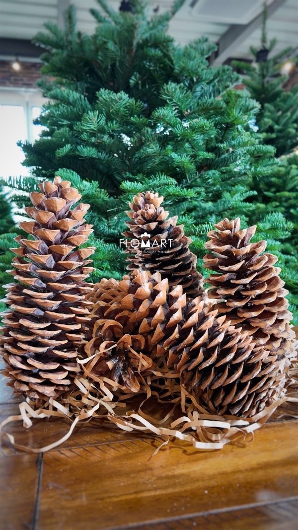 Pinecone Ponderosa