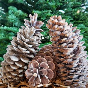 Pinecone Sugar Gold