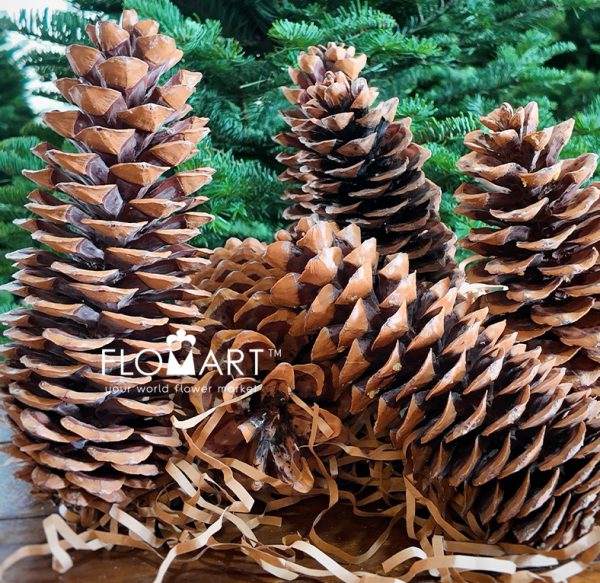 Pinecone Sugar Gold