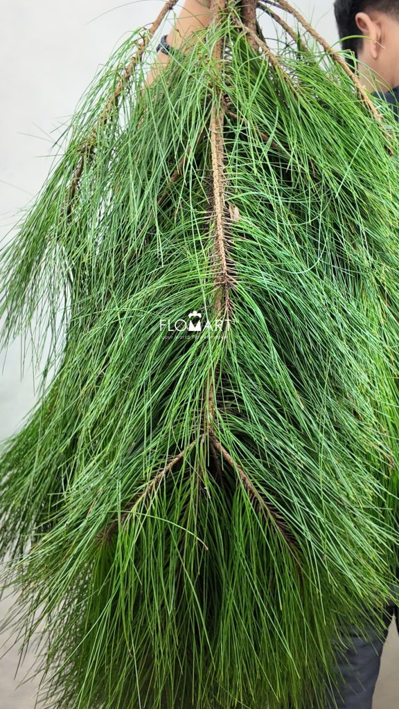 Pinus Gempal