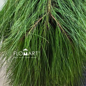 Pinus Gempal - Image 2