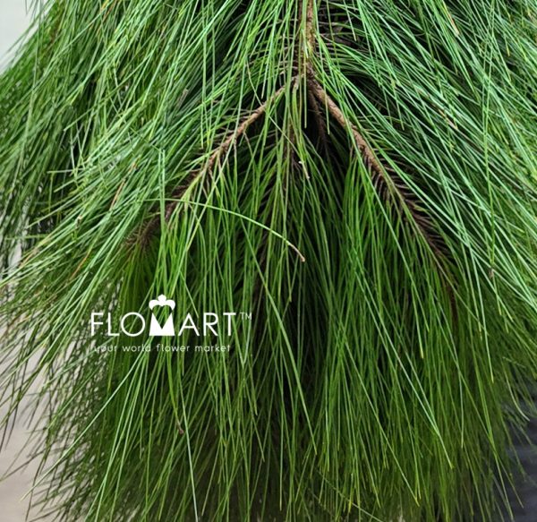 Pinus Gempal