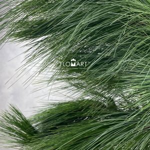 Pinus Jarum