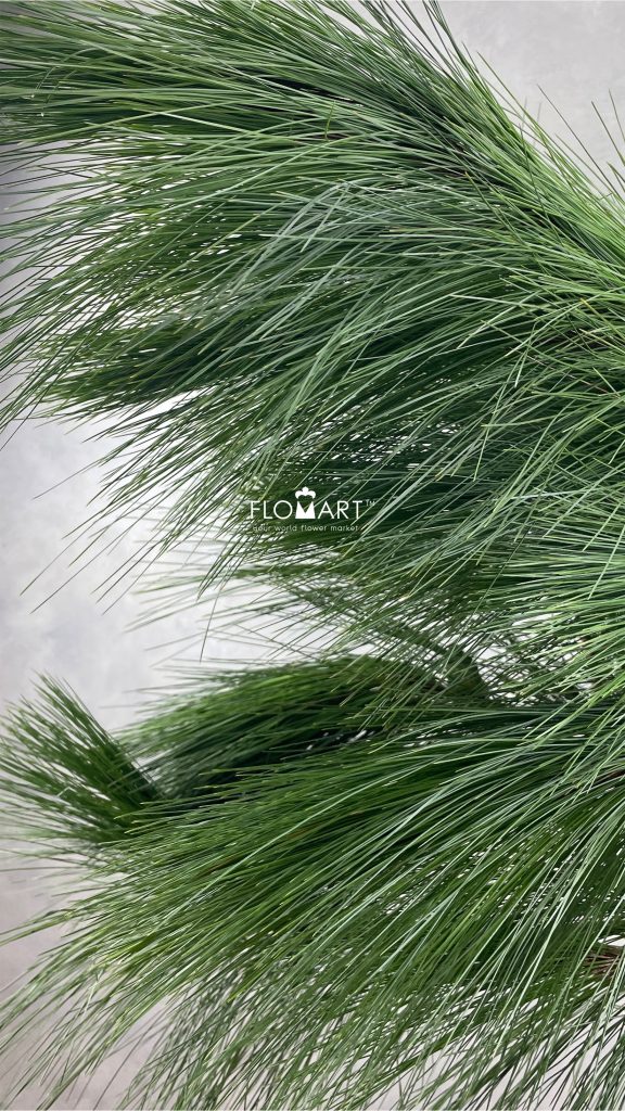 Pinus Jarum