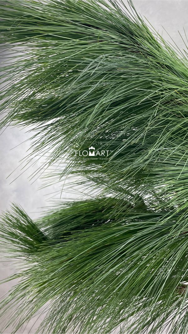 Pinus Jarum
