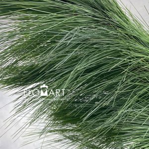 Pinus Jarum - Image 2