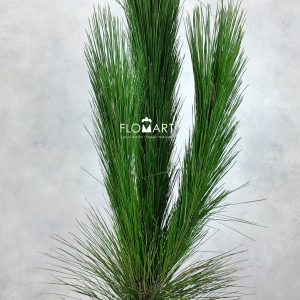 Pinus Massoniana Lamb