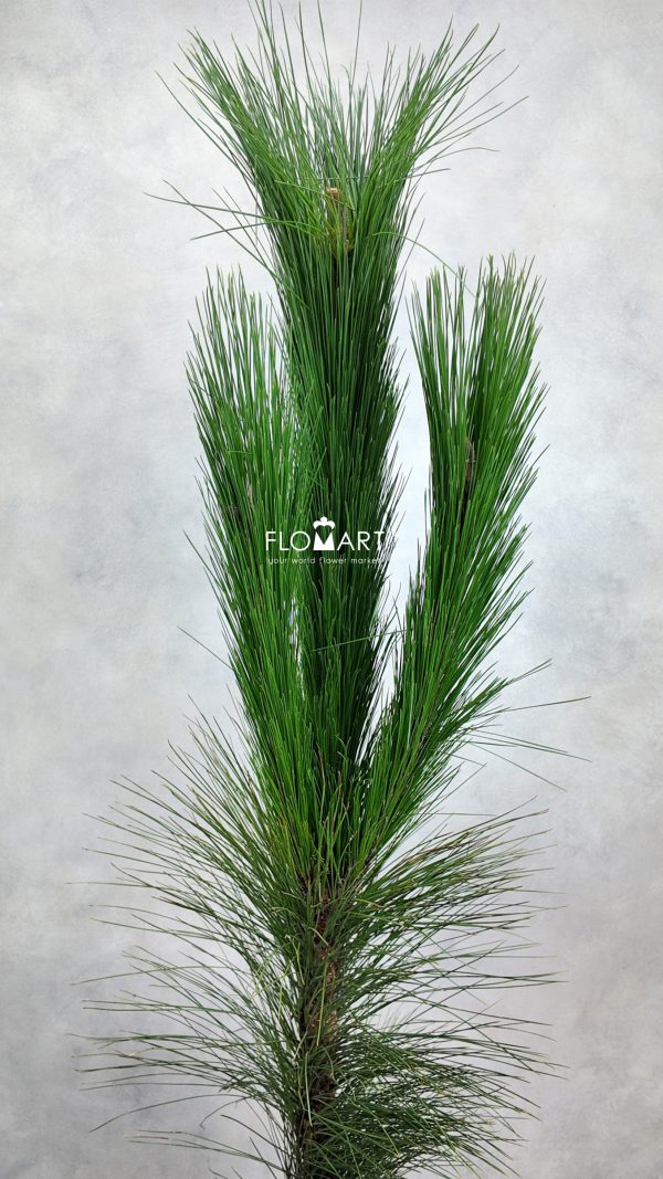 Pinus Massoniana Lamb