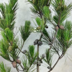 Pinus Massoniana Lamb Fruit