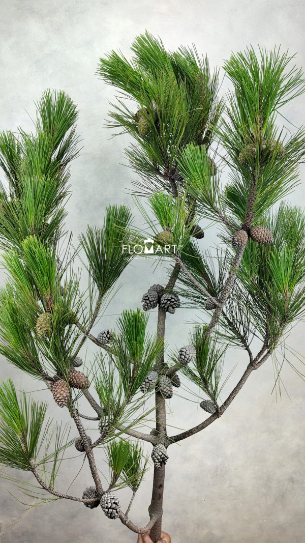 Pinus Massoniana Lamb Fruit
