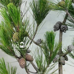 Pinus Massoniana Lamb Fruit - Image 2
