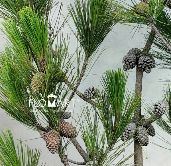 Pinus Massoniana Lamb Fruit