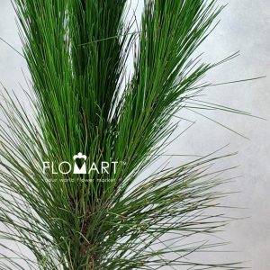 Pinus Massoniana Lamb - Image 2