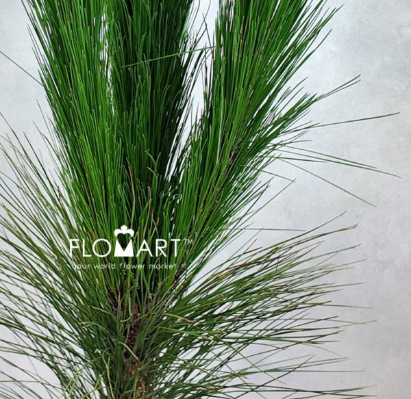 Pinus Massoniana Lamb