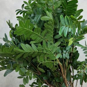 Pistacia Leaves