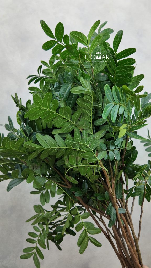 Pistacia Leaves