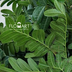 Pistacia Leaves - Image 2
