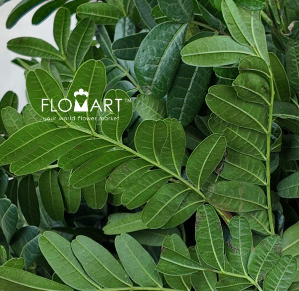 Pistacia Leaves