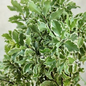 Pittosporum Nigra Leaf