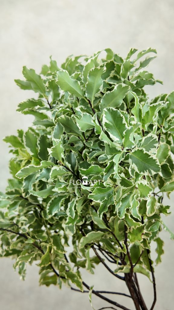 Pittosporum Nigra Leaf