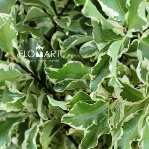 Pittosporum Nigra Leaf - Image 2
