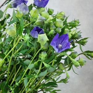 Platycodon Light Purple