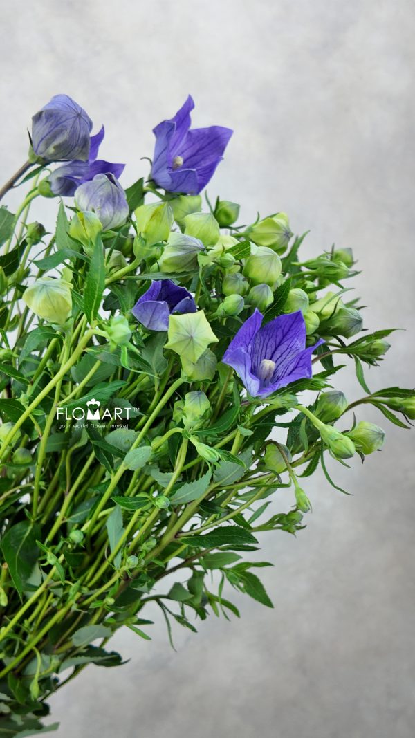 Platycodon Light Purple Platycodon Light Purple