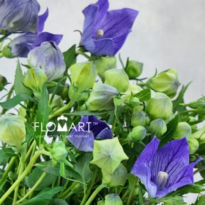 Platycodon Light Purple - Image 2