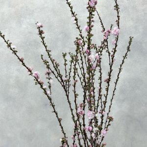 Plum Blossom