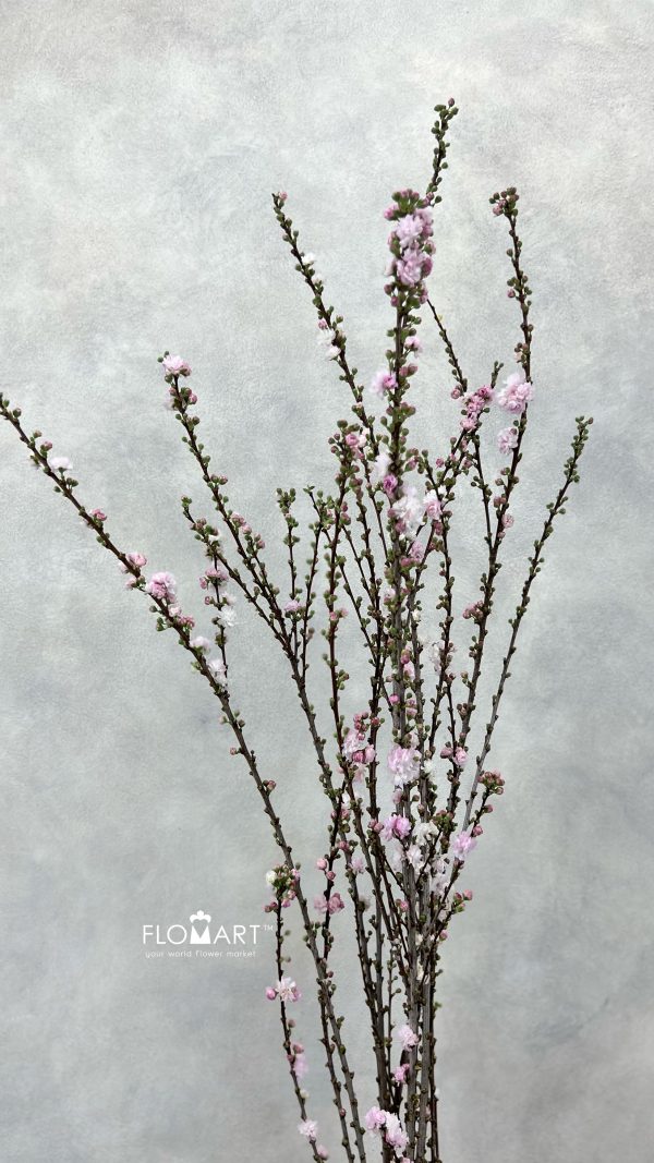 Plum Blossom
