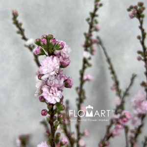 Plum Blossom - Image 2