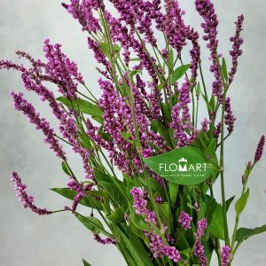 Polygonum Pink