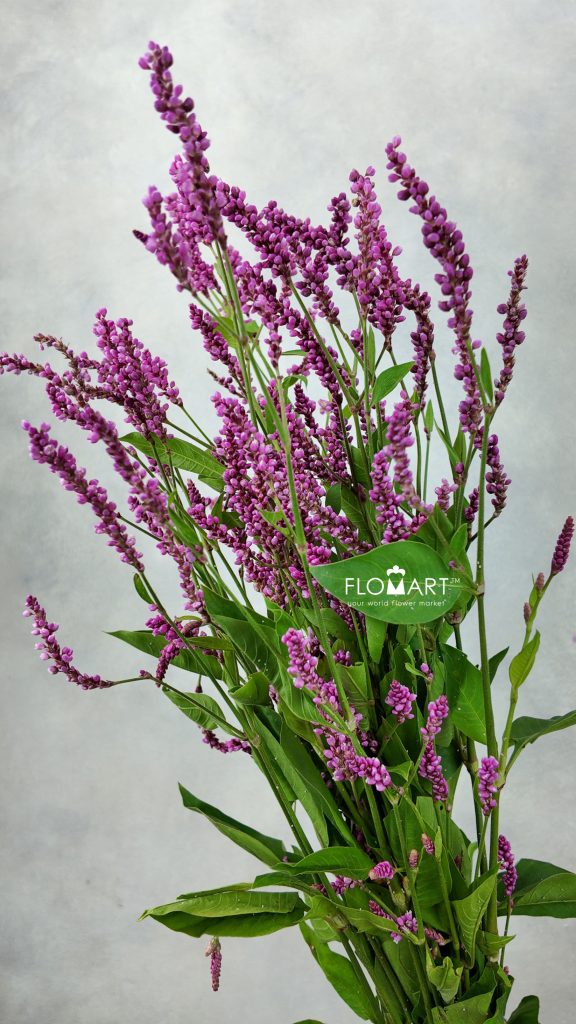 Polygonum Pink