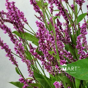 Polygonum Pink - Image 2