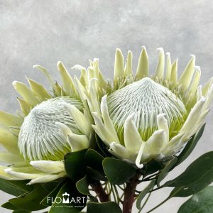 Protea Arctic Ice