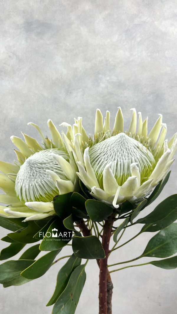 Protea Arctic Ice