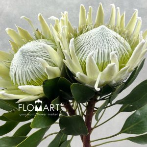Protea Arctic Ice - Image 2