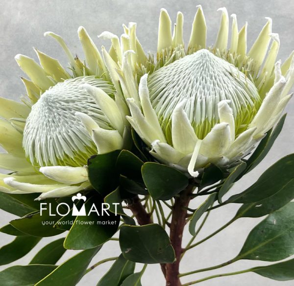 Protea Arctic Ice