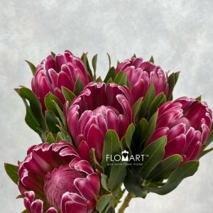 Protea Brenda