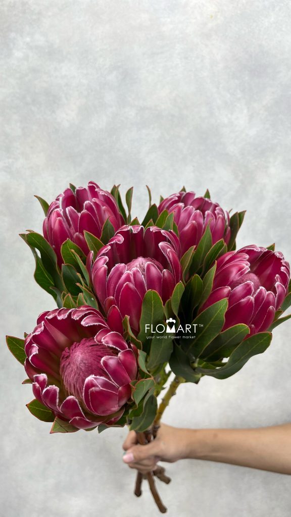 Protea Brenda