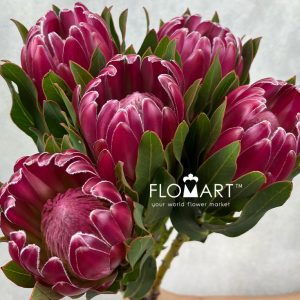 Protea Brenda - Image 2