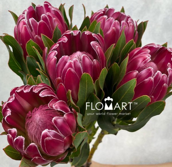 Protea Brenda