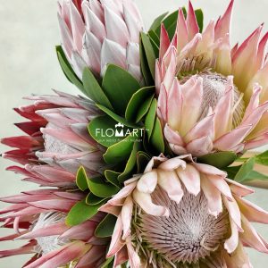 Protea Cynaroides (king)
